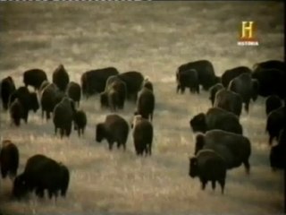 Video herunterladen: Caza masiva de bisontes (1870-80)