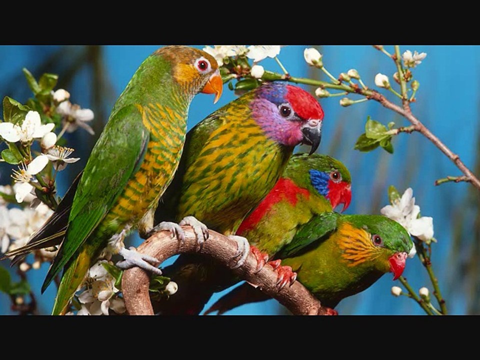 Si tous les oiseaux
