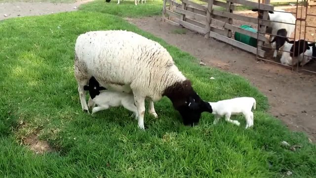 Mi Criadero de borregos dorper, hermosos borreguitos recièn nacidos