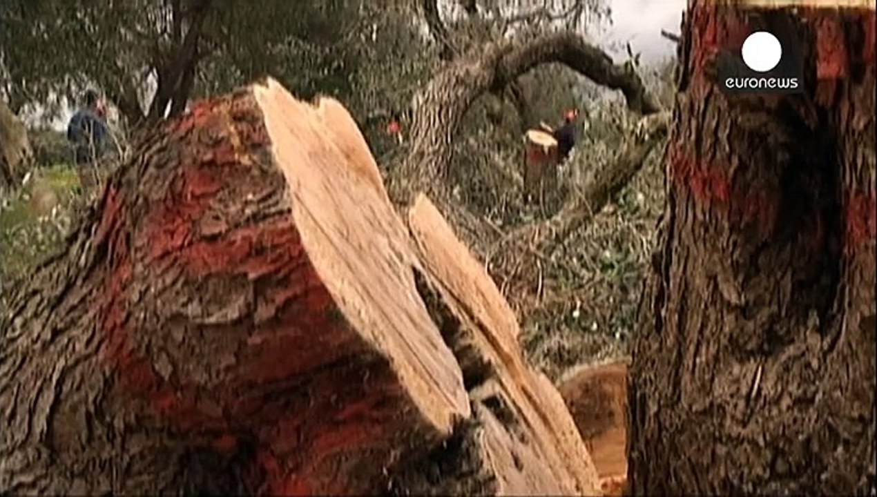 Risiko für Weinreben: Französische Behörden finden eingeschlepptes Feuerbakterium