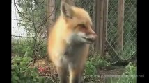 What Does the Fox Say? FINALLY SOLVED!! LISTEN FOX SOUND..
