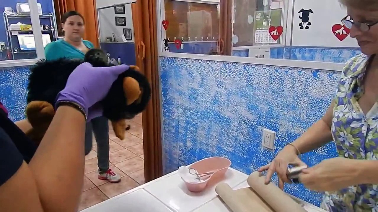 Removing Botfly Larva from Infant Howler Monkey