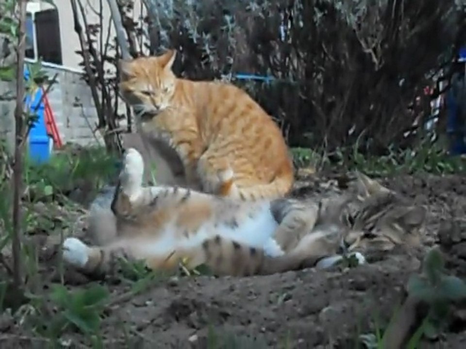 Pattes Blanche et Léo à Giraumont 15 Mars 2015 mag98 voyage98 M&F s