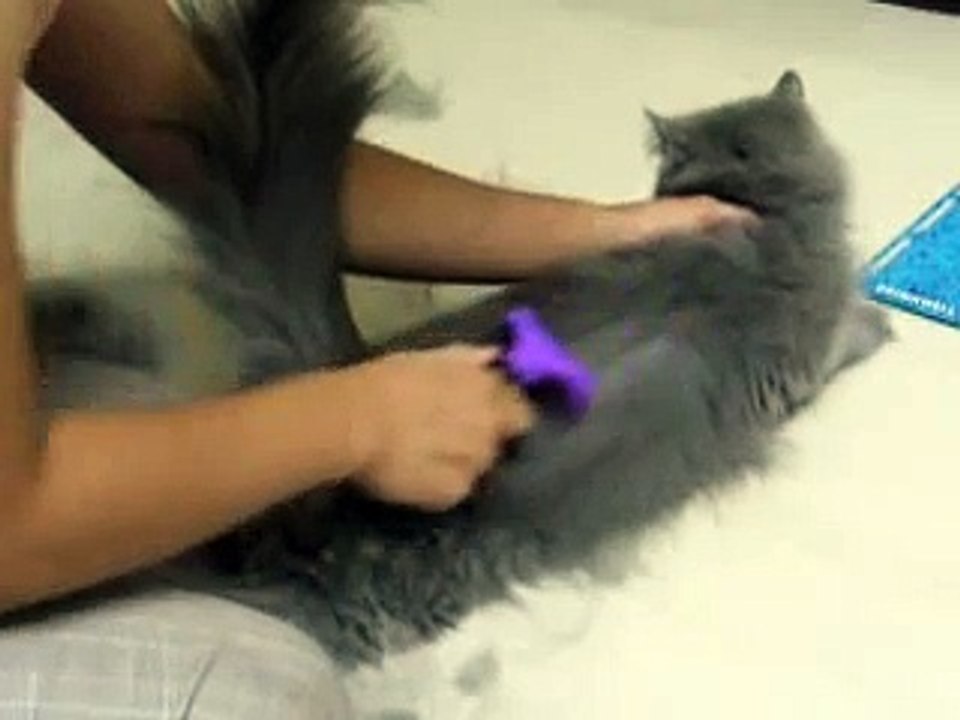 FURminator deShedding Tool Cat Q