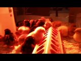 Taking Care of Baby Chickens Video 1