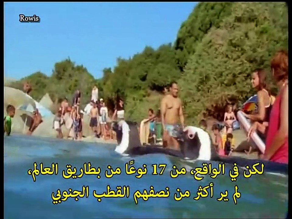 البطريق الأفريقي