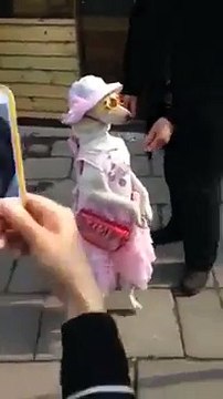 VID-20150413-WA0000.mp4