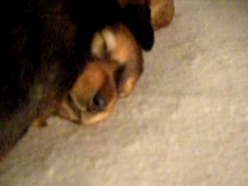 bébés teckel a poil long 3 semaines