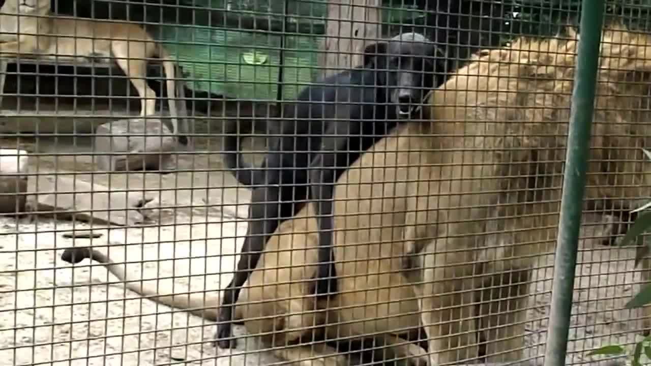 Chien en manque de sexe dans la cage aux lions d'un zoo
