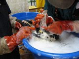 Washing Penguins After Oil Spill