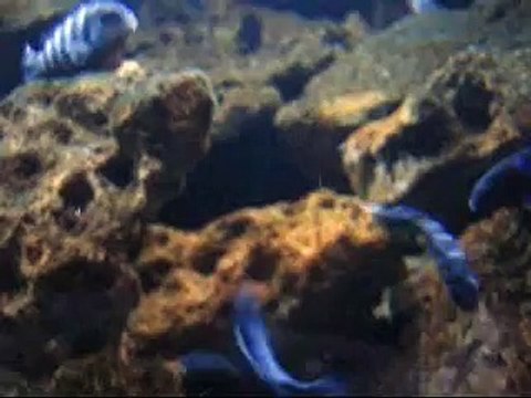 Pseudotropheus demasoni Lake Malawi mbuna tank