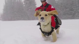 Adorable Chiot d'Avalanches [HD]