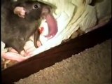 Pet rat giving birth