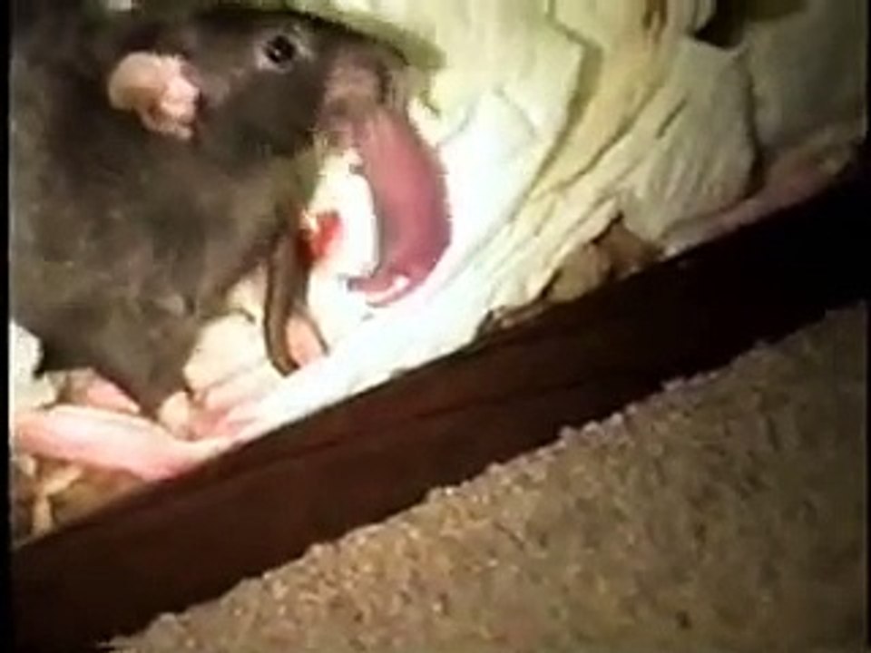 Pet rat giving birth