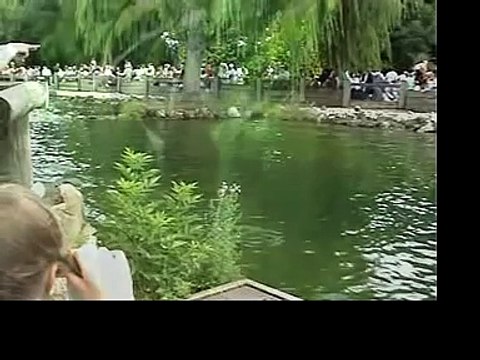 Elephants, Monkeys and Giraffes too @ Chester Zoo