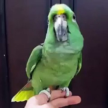 VID-20150412-WA0006.mp4