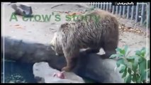 Bear the crow saved from drowning