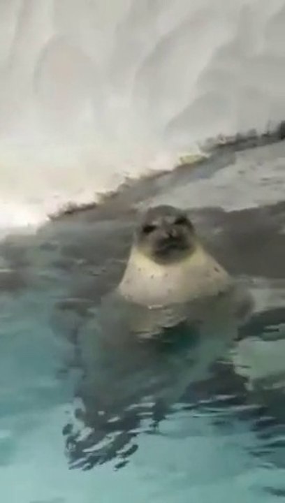 Un otarie en mode CHINOIS!