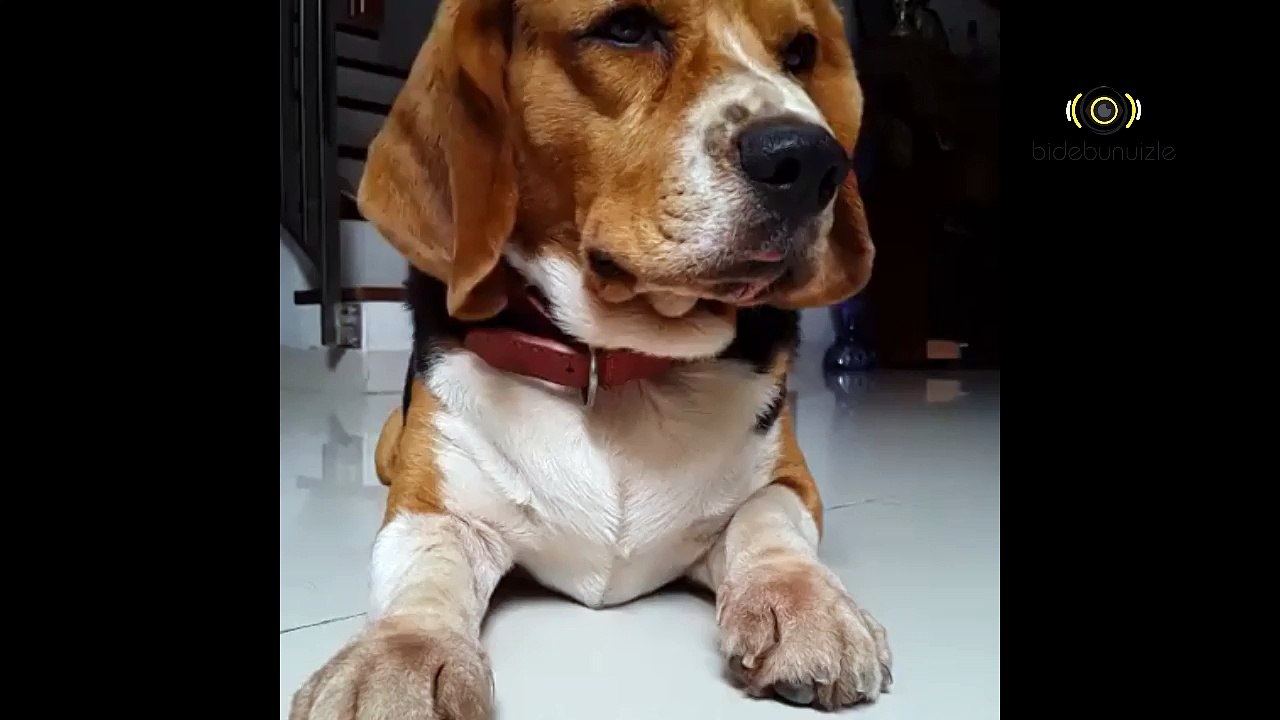 Ben de seni seviyorum