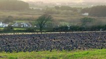 Starling Murmuration Cornwall - From Wire To Roost - Birds Flying and Flocking Together
