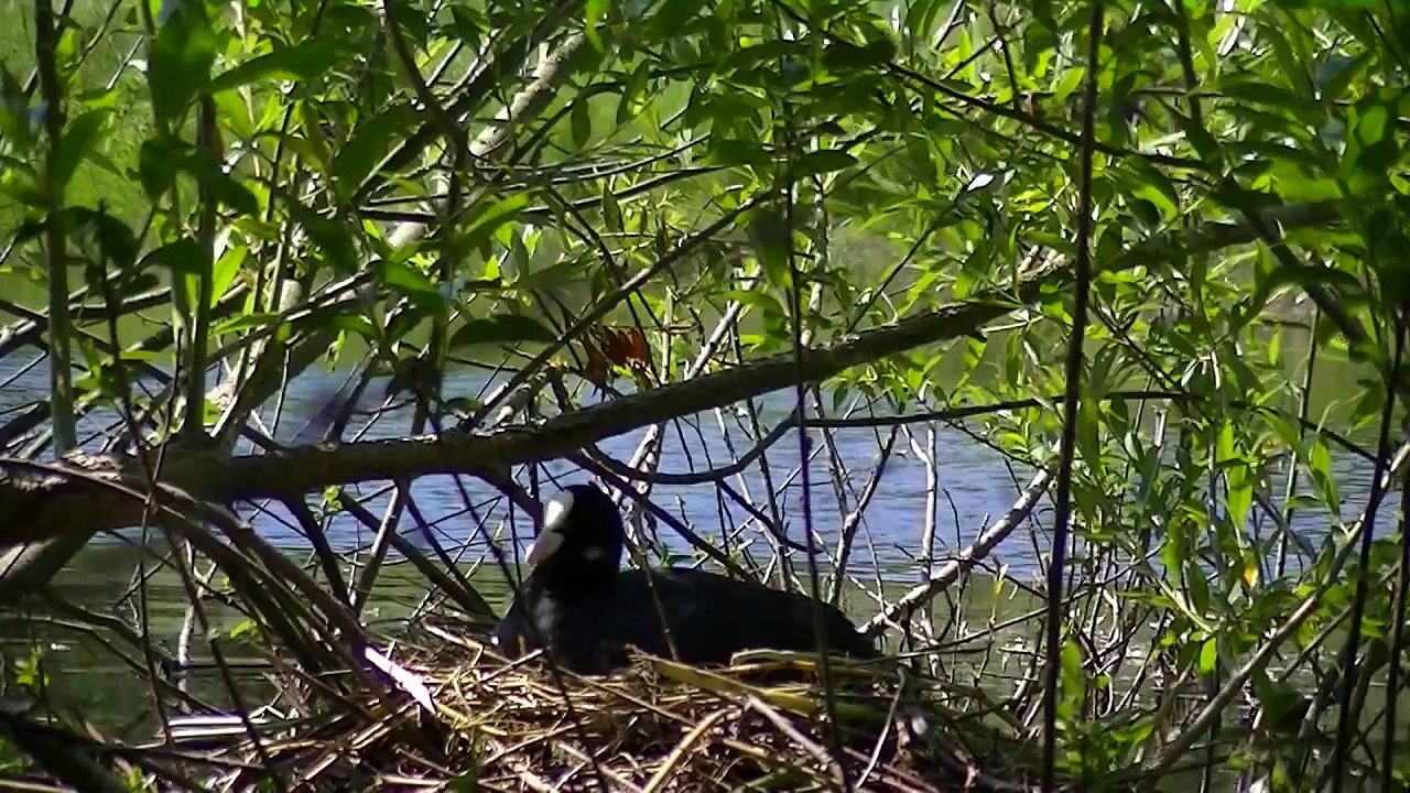 Poule d'eau et le triste destin de ses poussins