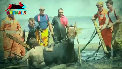 Храбрая девушка отчаянно пытается спасти свою лошадь   Настоящая любовь   Трогательно