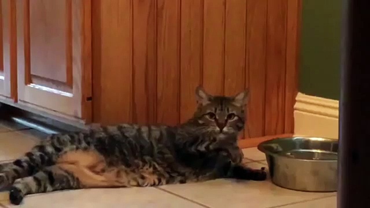Lazy Cat l Ленивый кот
