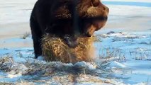 Этот медведь никогда не был так счастлив, пока не нашел тюк сена