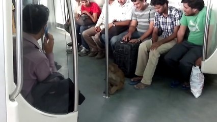 ¡Mono viaja en el metro de Nueva Delhi!