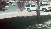 Brave Cat Saves Young Boy from Attacking Dog