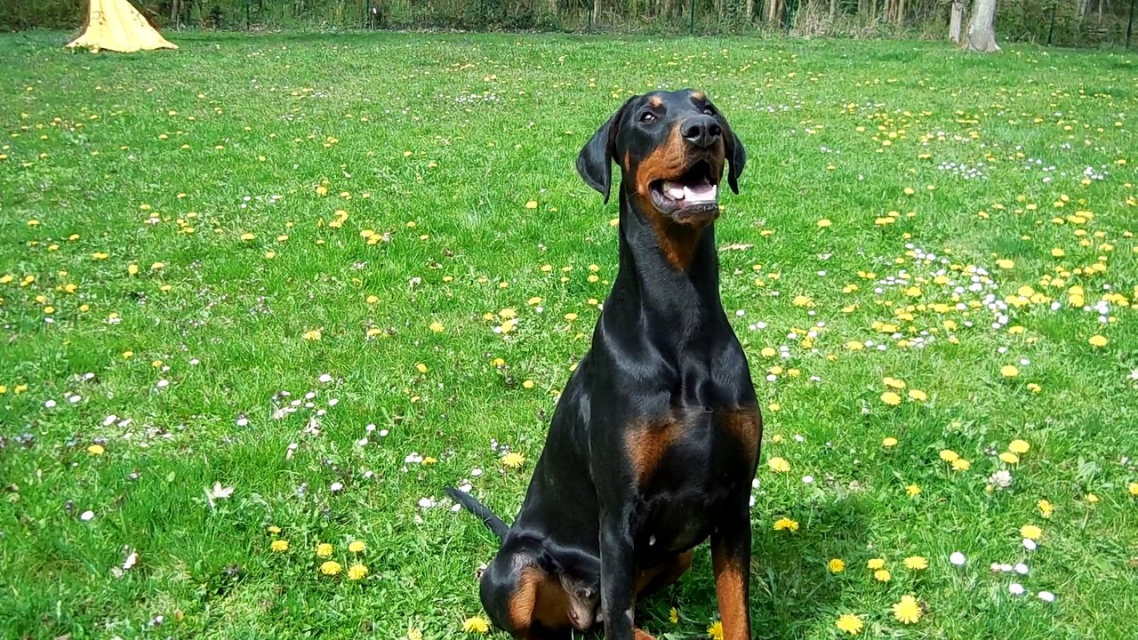 dobermann
