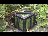 How Made Square Watermelons