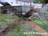 Canil da Costa Oeste - Cão da Serra da Estrela - cães e ovelhas
