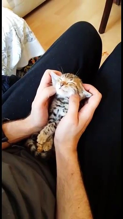 Bengal kitten relaxes
