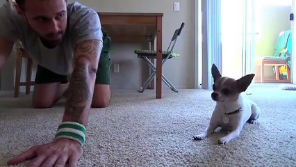 Chihuahua proves that yoga is not just for humans...