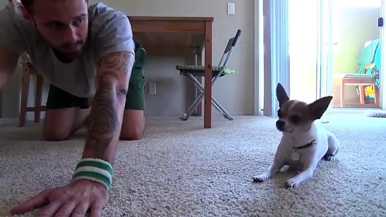 Chihuahua proves that yoga is not just for humans...
