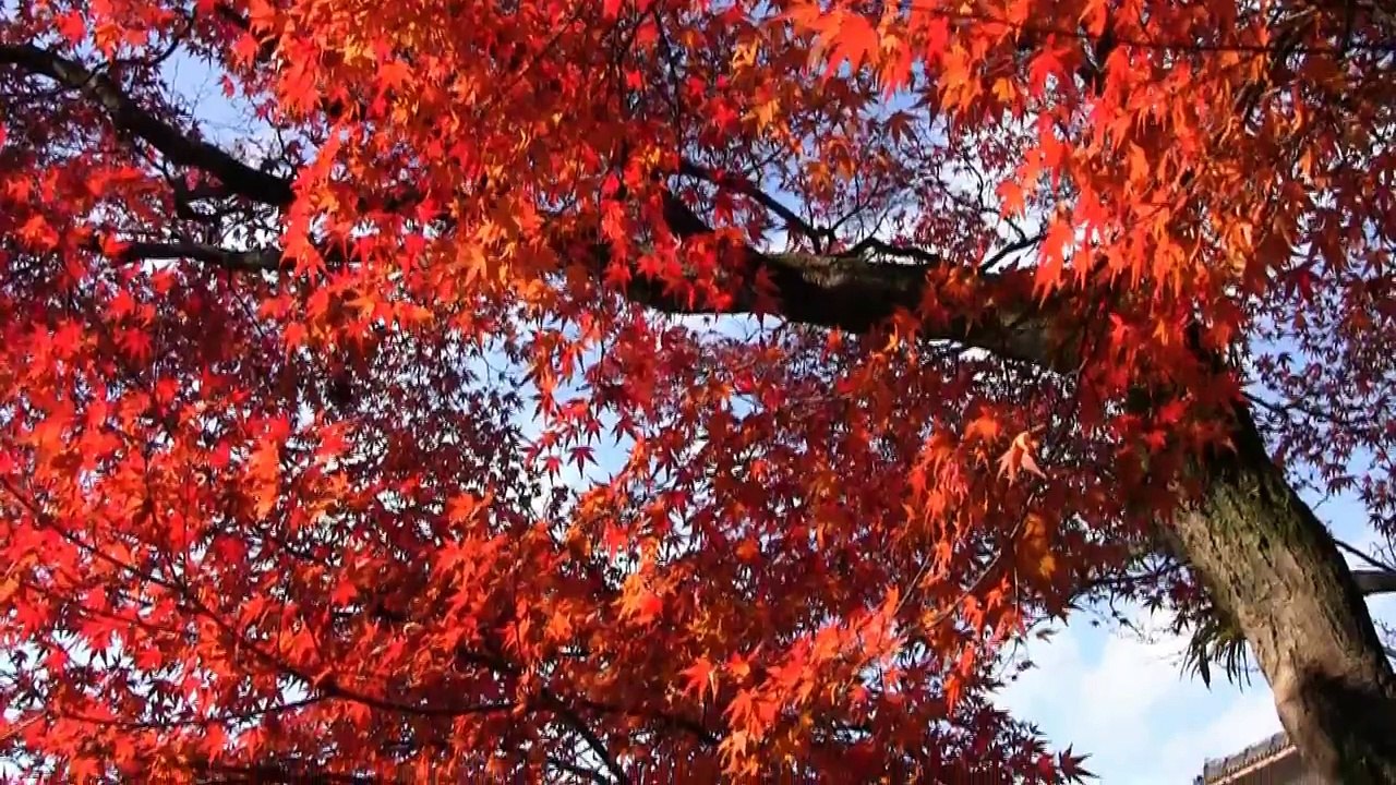 京都 紅葉 清水寺  阿弥陀堂・奥の院 Kiyomizu-dera Temple in autumn, Kyoto(2009-11)
