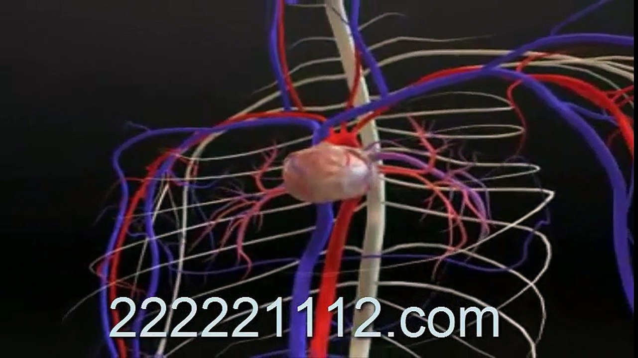 Human anatomy -1