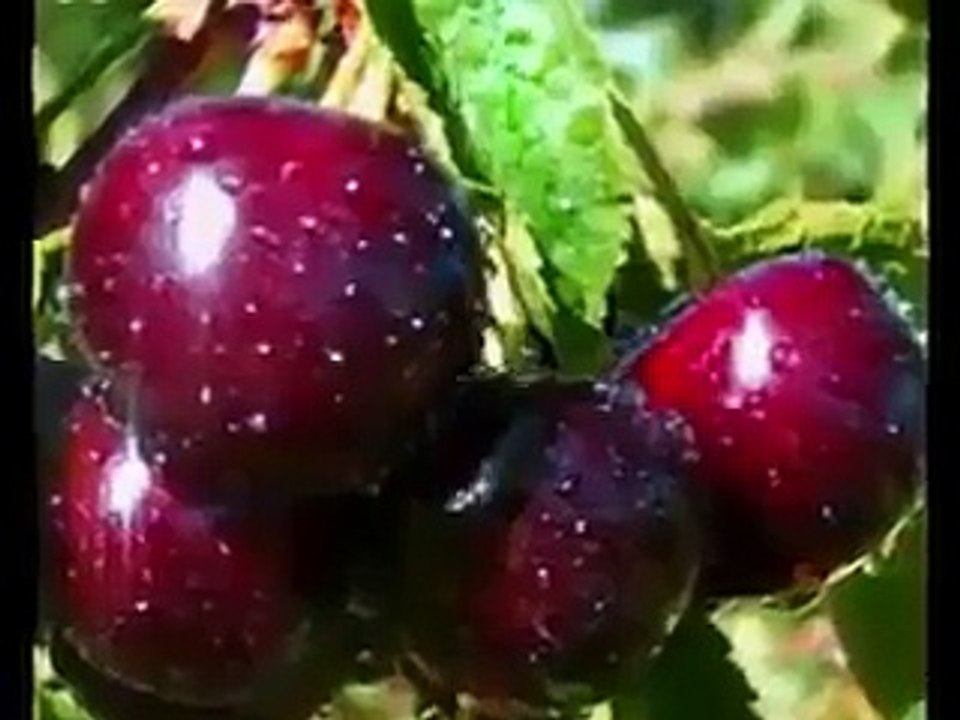 vedio0342