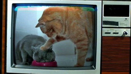 Un garde en Angleterre qui embrasse le sol