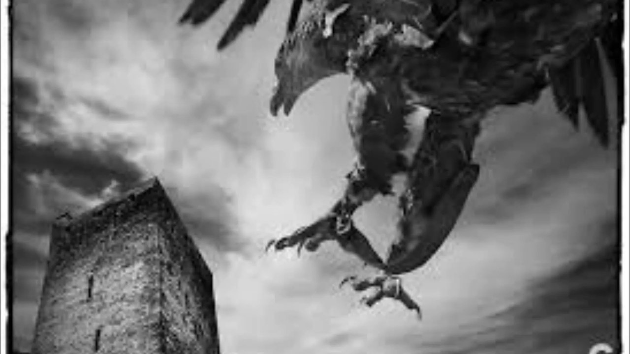 Darkwood-Der Falken Flug