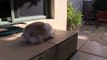 Cute Bunnies Climbing Stairs - Mini Lop Rabbit