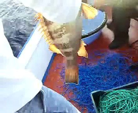 ANTALYA GAZİPAŞA BALIK AVI-1