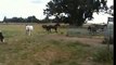 Herd behavior - watching a high horse pushing new horse - Rick Gore Horsemanship