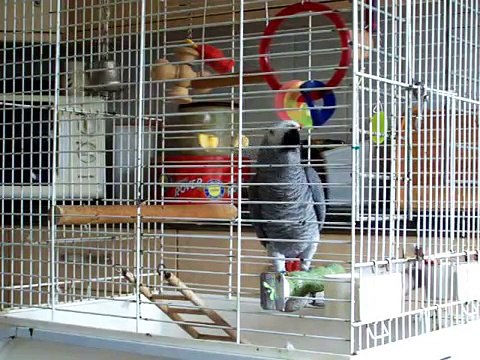 Swearing Parrot Sparky Awesome Human Talking(AS SEEN ON TV)