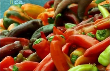 Digital Critics: The Cyber Gourmet Guide 🍽️