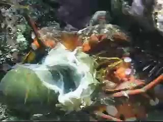 Octopus eating Lobster