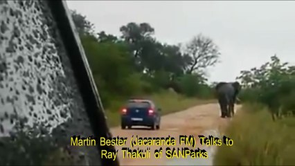 Elephant Shot after Car Attack in Kruger Park.  SANParks interview.