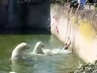 Mulher Cai na Piscina  de Ursos Polores E é Atacada