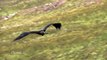 Golden Eagle Slow Motion in Flight Mountain shot on Phantom HD Gold - 5 Shots